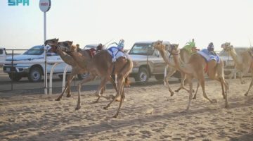 ميدان نجران للهجن يُعلن نتائج سباقه لسنّ “المفاريد”