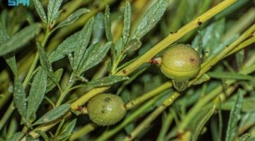 السماء تغسل وجه “العروس” – جريدة المدينة