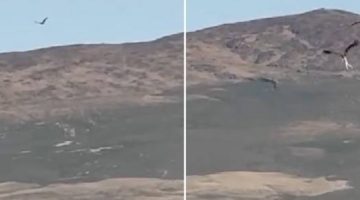 لحظات مرعبة.. اثنان من «نسر البحر» يخطفان خروفَين حديثَي الولادة للفضاء