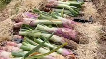 ( البصل الحساوي ) … لون وطعم ونكهة ومحصول عالي الجودة
