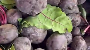 الشمندر الحساوي.. نبات بفوائد كثيرة ومتعدد الإستخدام