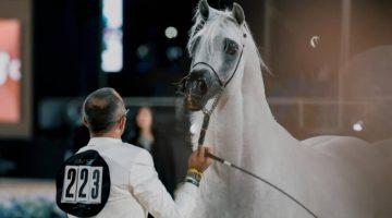انطلاق “جولة الرياض” من جولة الجياد العربية.. غدًا